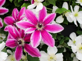 'Pamina' features gorgeous bright pink petals which fade to white at the edges. Black anthers emerge out of the center of this beautiful perennial. This vine flowers from May to September and originates in the United Kingdom.&nbsp;