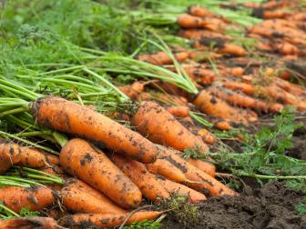 When to harvest carrots really depends on the variety that you are growing. It is important to look at the harvest dates when buying your seeds packets. Some carrots can be harvested at 58 days while others are in the 75 to 100 day time period. After planting your seeds, make a reminder on your calendar or phone for the days stated on the seed pack when they are ready to be harvested. This will serve as one way of knowing when to harvest your carrot crop.