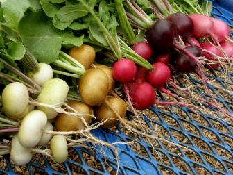 ‘Garden Party’ Radish Harvest