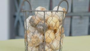 How to Grow Garlic Indoors