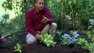 Vegetable Gardening Tips